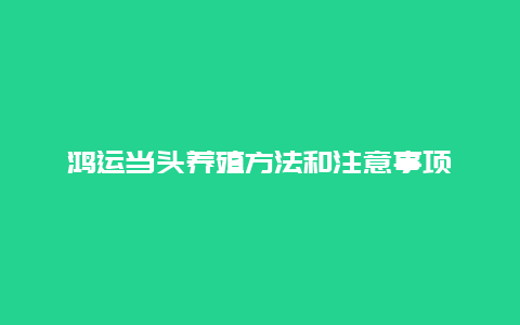 鸿运当头养殖方法和注意事项