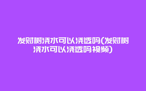 发财树浇水可以浇透吗(发财树浇水可以浇透吗视频)