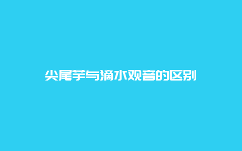 尖尾芋与滴水观音的区别