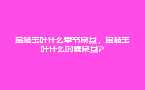 金枝玉叶什么季节换盆，金枝玉叶什么时候换盆?