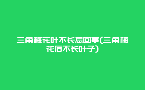 三角梅花叶不长怎回事(三角梅花后不长叶子)