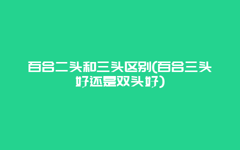 百合二头和三头区别(百合三头好还是双头好)