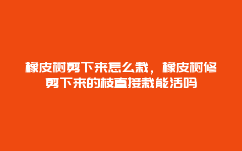 橡皮树剪下来怎么栽，橡皮树修剪下来的枝直接栽能活吗