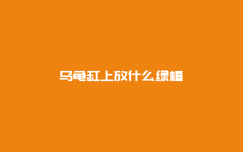 乌龟缸上放什么绿植