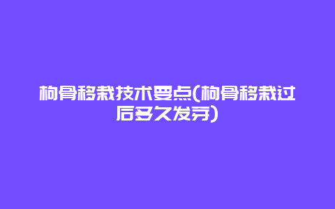 枸骨移栽技术要点(枸骨移栽过后多久发芽)