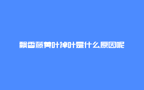 飘香藤黄叶掉叶是什么原因呢