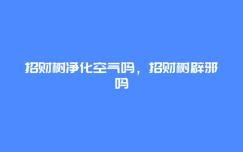 招财树净化空气吗，招财树辟邪吗