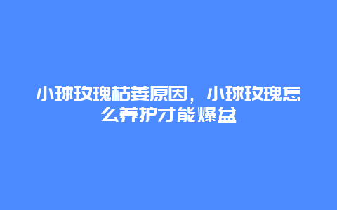 小球玫瑰枯萎原因，小球玫瑰怎么养护才能爆盆