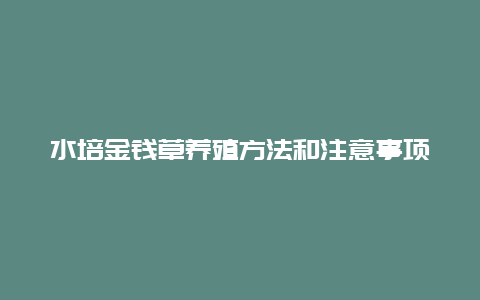 水培金钱草养殖方法和注意事项