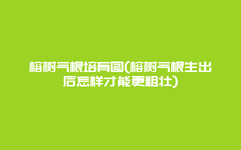 榕树气根培育图(榕树气根生出后怎样才能更粗壮)