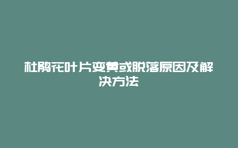 杜鹃花叶片变黄或脱落原因及解决方法