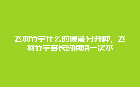 飞羽竹芋什么时候能分开种，飞羽竹芋多长时间浇一次水