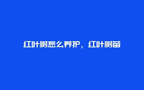 红叶树怎么养护，红叶树苗