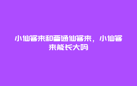 小仙客来和普通仙客来，小仙客来能长大吗