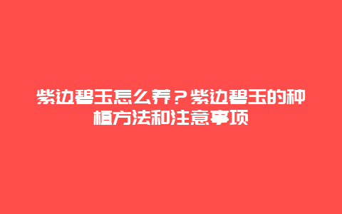 紫边碧玉怎么养？紫边碧玉的种植方法和注意事项