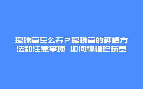 珍珠草怎么养？珍珠草的种植方法和注意事项 如何种植珍珠草