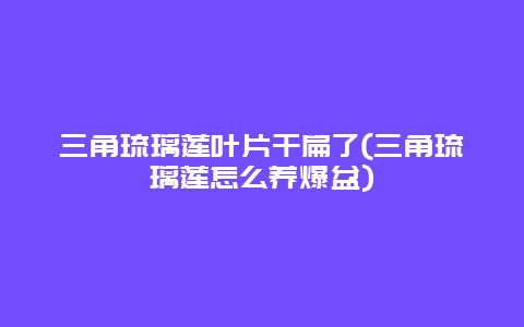 三角琉璃莲叶片干扁了(三角琉璃莲怎么养爆盆)