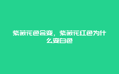 紫薇花色会变，紫薇花红色为什么变白色