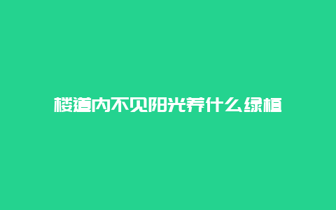 楼道内不见阳光养什么绿植