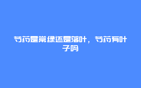 芍药是常绿还是落叶，芍药有叶子吗