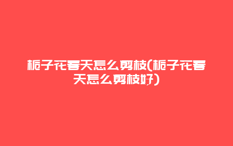 栀子花春天怎么剪枝(栀子花春天怎么剪枝好)