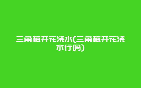 三角梅开花浇水(三角梅开花浇水行吗)