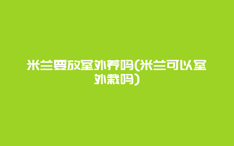 米兰要放室外养吗(米兰可以室外栽吗)