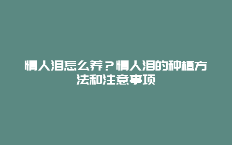 情人泪怎么养？情人泪的种植方法和注意事项