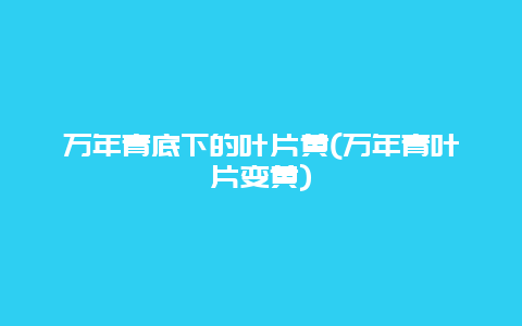 万年青底下的叶片黄(万年青叶片变黄)