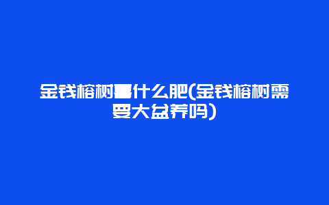 金钱榕树喜什么肥(金钱榕树需要大盆养吗)