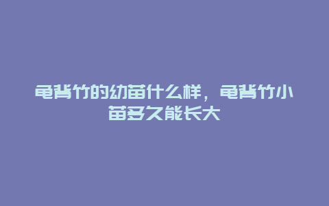 龟背竹的幼苗什么样，龟背竹小苗多久能长大