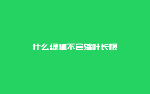 什么绿植不会落叶长根