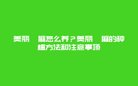 美丽苘麻怎么养？美丽苘麻的种植方法和注意事项