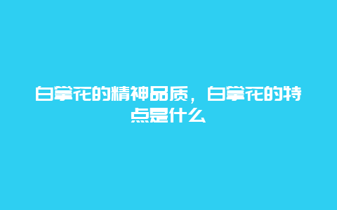 白掌花的精神品质，白掌花的特点是什么