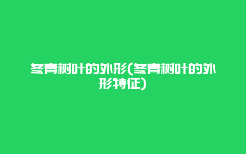 冬青树叶的外形(冬青树叶的外形特征)