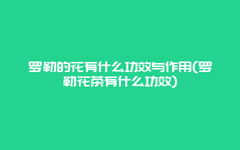 罗勒的花有什么功效与作用(罗勒花茶有什么功效)