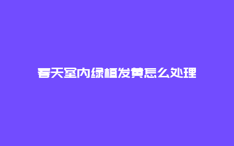 春天室内绿植发黄怎么处理