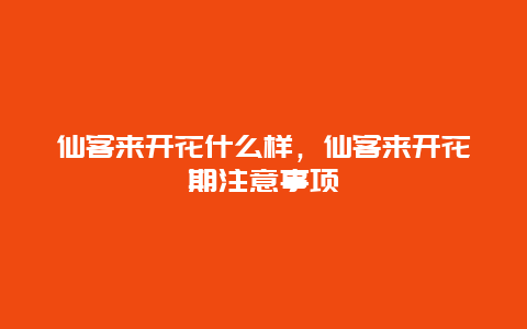 仙客来开花什么样，仙客来开花期注意事项