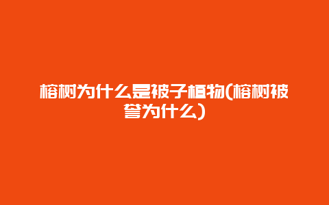 榕树为什么是被子植物(榕树被誉为什么)