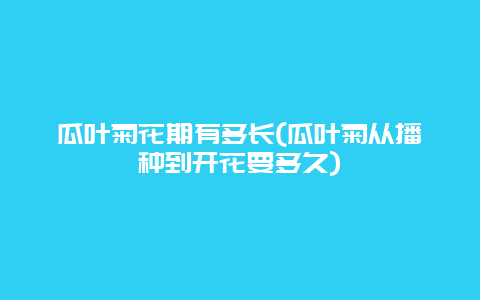 瓜叶菊花期有多长(瓜叶菊从播种到开花要多久)