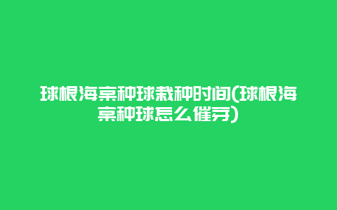 球根海棠种球栽种时间(球根海棠种球怎么催芽)