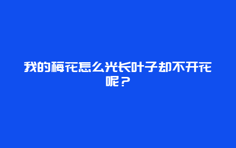 我的梅花怎么光长叶子却不开花呢？