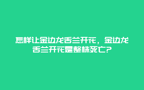 怎样让金边龙舌兰开花，金边龙舌兰开花是整株死亡?