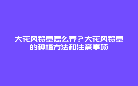 大花风铃草怎么养？大花风铃草的种植方法和注意事项