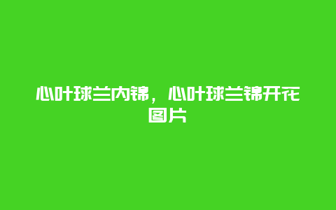 心叶球兰内锦，心叶球兰锦开花图片