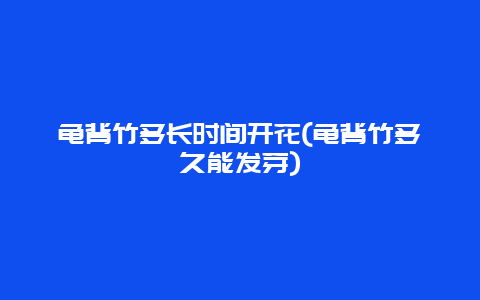 龟背竹多长时间开花(龟背竹多久能发芽)