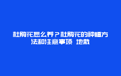 杜鹃花怎么养？杜鹃花的种植方法和注意事项 地栽