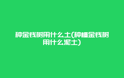 种金钱树用什么土(种植金钱树用什么泥土)