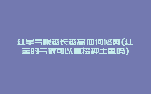 红掌气根越长越高如何修剪(红掌的气根可以直接种土里吗)