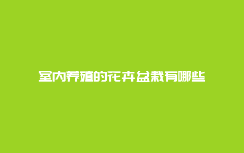 室内养殖的花卉盆栽有哪些